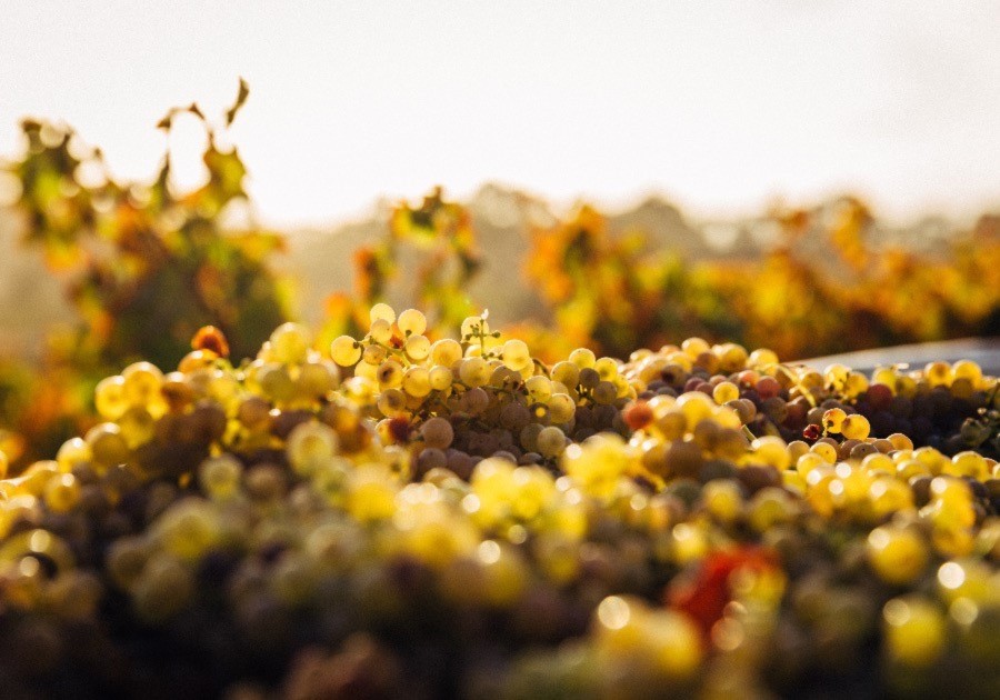 Vendemmia del Brunello di Montalcino